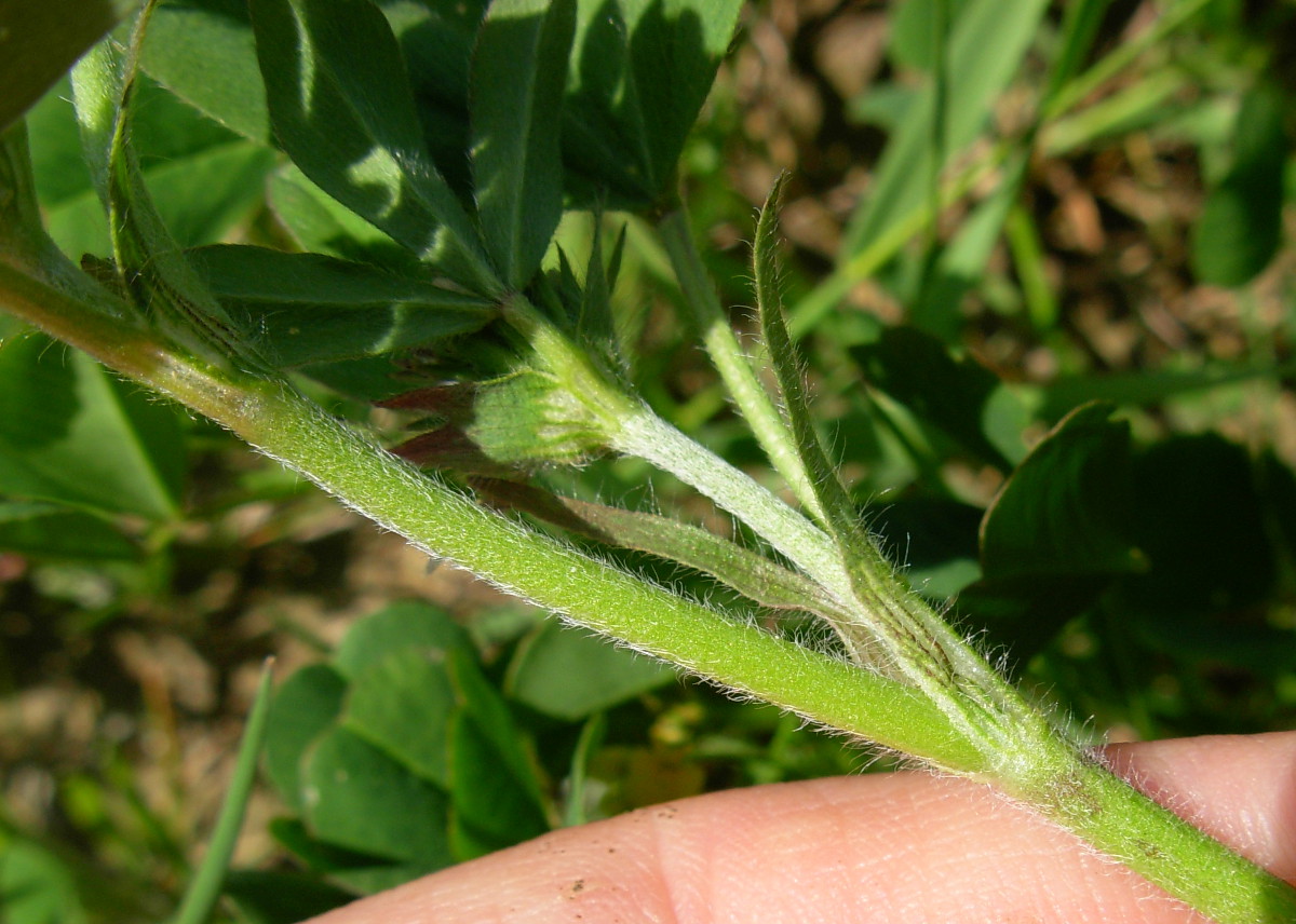 Trifolium squamosum L.